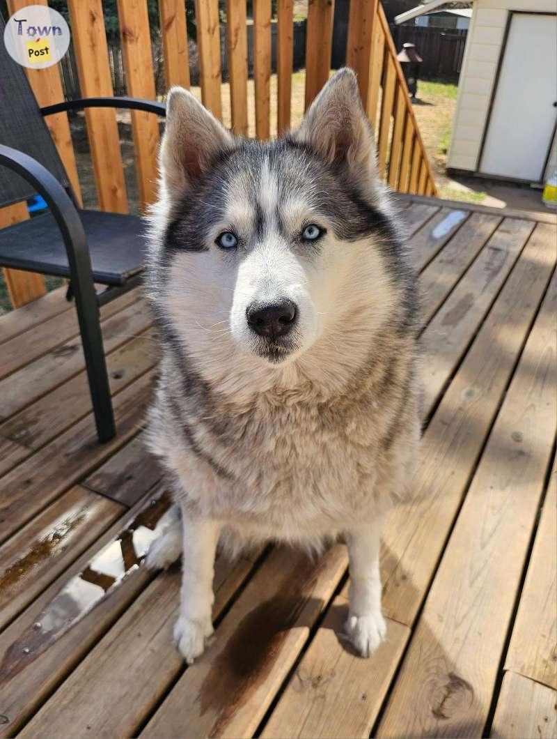 Photo of Siberian Husky to rehome