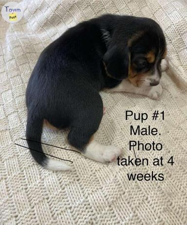 Photo of 4 Beagle Puppies (Non-registered purebred) - 1