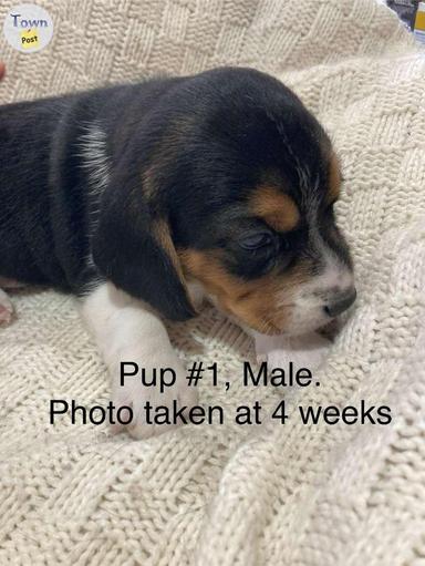 Photo of 4 Beagle Puppies (Non-registered purebred) - 2