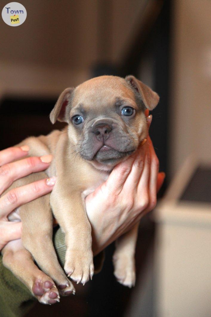 Photo of CKC Frenchbull Dog PUPPIES