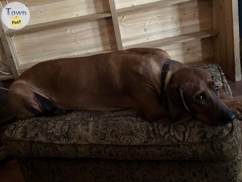 Photo of Redbone Coonhound 