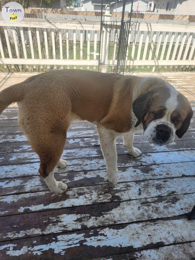 Photo of 1 year old purebred st bernard