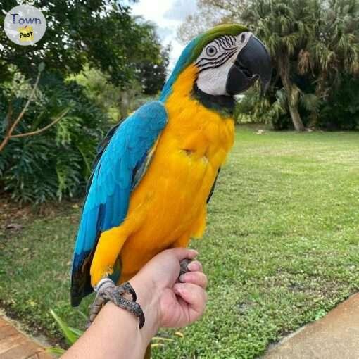 Photo of Blue and Gold Macaw Parrot Birds For Sale 