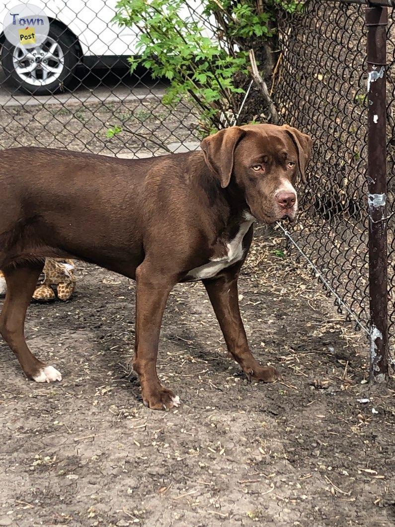 Photo of Germa shorthaired pointer/mastiff