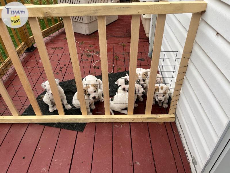 Photo of American Bulldog Argentino Dogo X