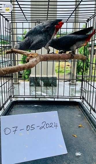 Photo of African grey parrot