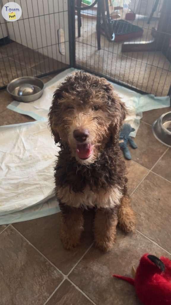 Photo of bernedoodle Pups