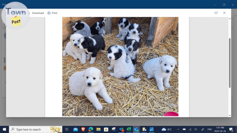 Photo of Pyrenees puppy  