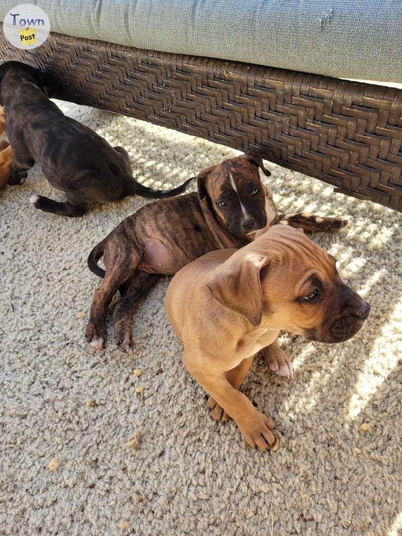 Photo of Pitbull/boxer puppies