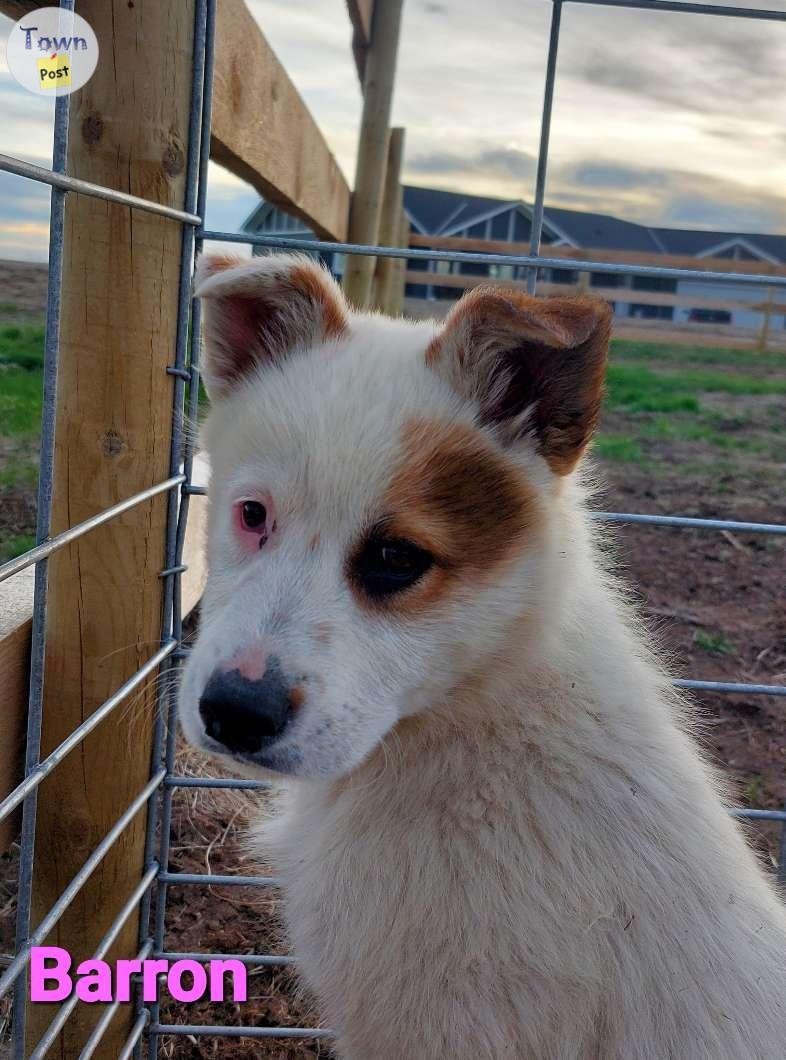 Photo of Pyrenees pups 