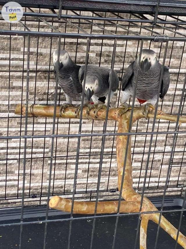 Photo of Hand raised African grey parrots