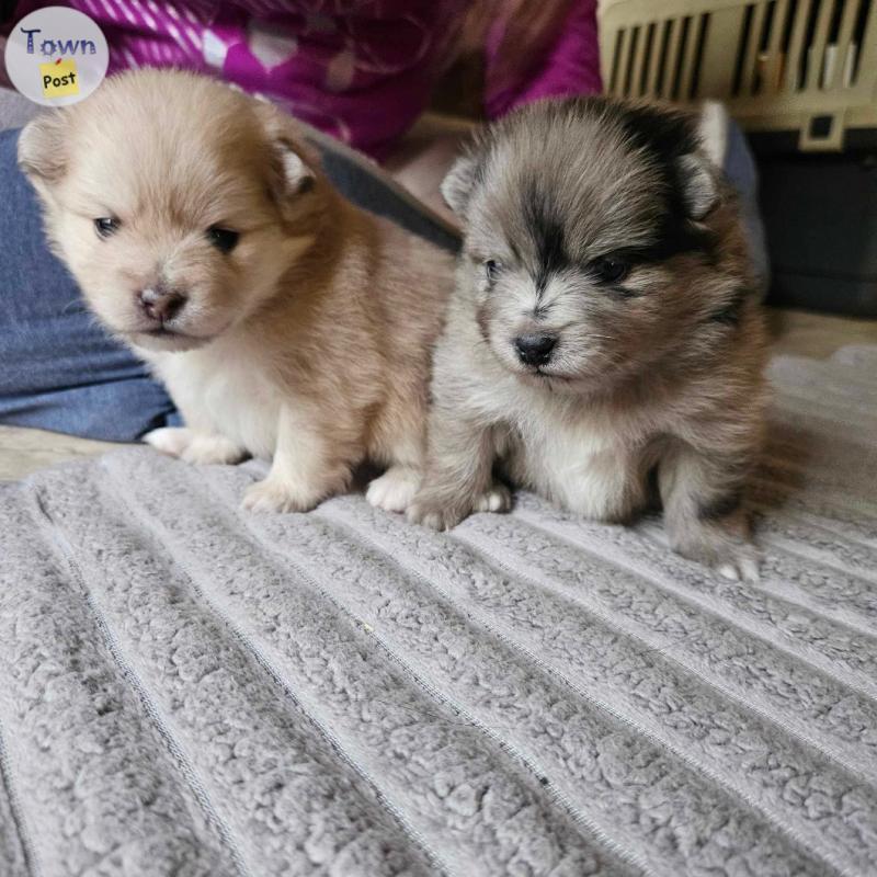 Photo of Pomeranian puppies