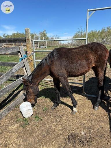 Photo of Horse for sale  - 1