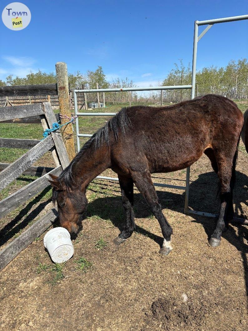 Photo of Horse for sale 