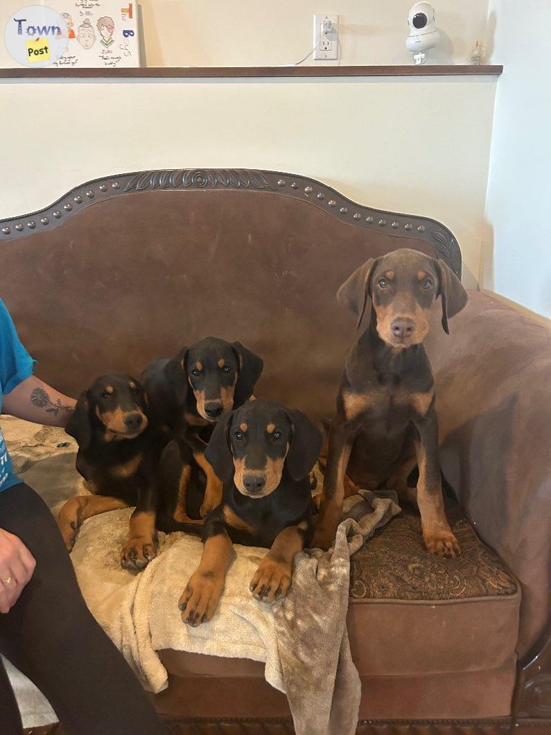 Photo of Doberman puppies