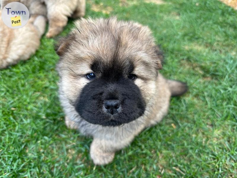 Photo of Puppy chow chow 