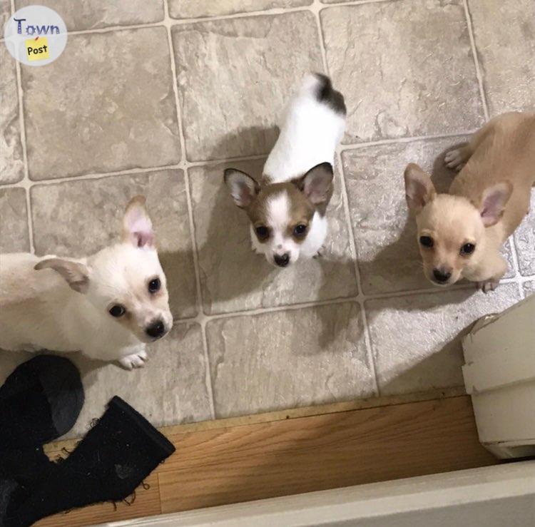 Photo of Chihuahua Cross Puppies for Sale! 