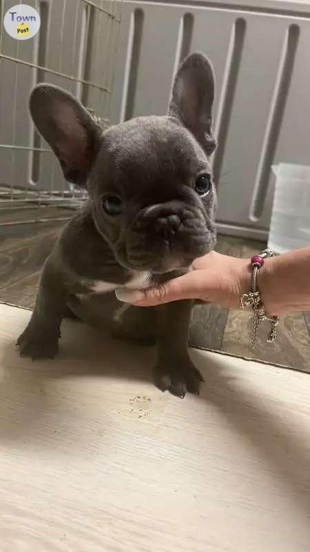 Photo of Blue Pedigree French Bulldogs