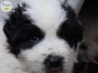 Photo of Pyrenees / Maremma  puppy's 4 sale  - 1