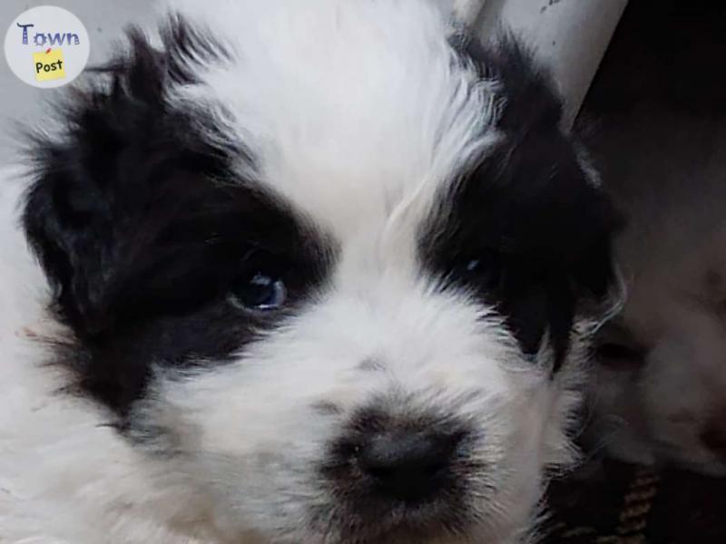 Photo of Pyrenees / Maremma  puppy's 4 sale 