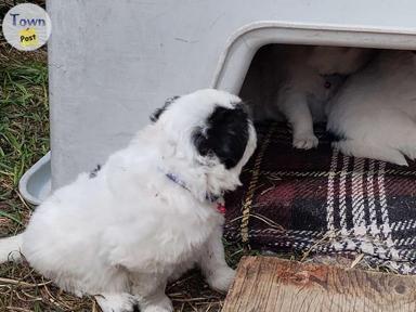 Photo of Pyrenees / Maremma  puppy's 4 sale  - 2