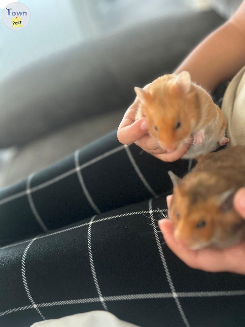 Photo of 2 three month old hamsters comes with everything 