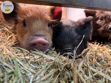 Photo of KuneKune Piglets - 1