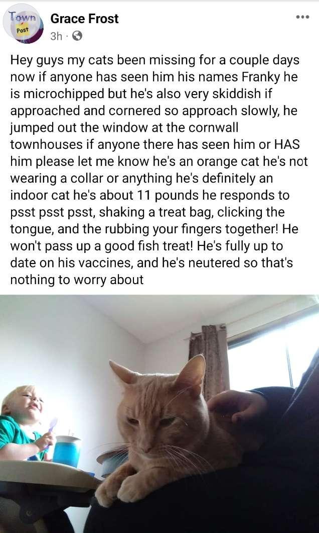 Photo of Missing Cat