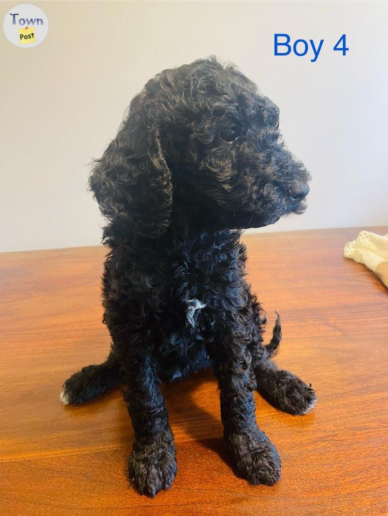 Photo of Purebred Standard Poodle