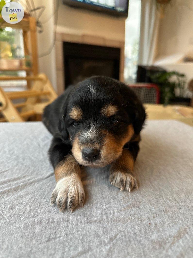 Photo of AussieDoodle Puppies