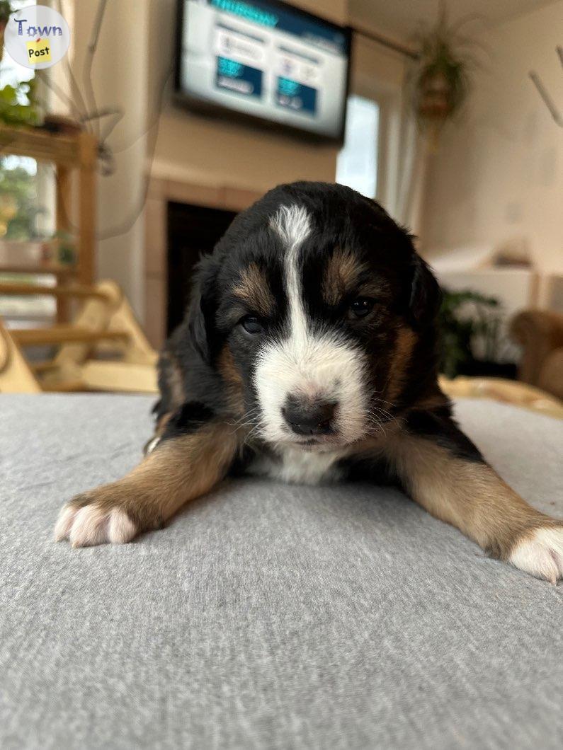 Photo of AussieDoodle Puppies