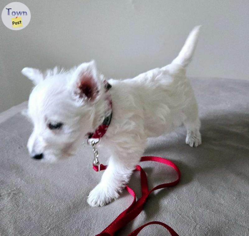 Photo of Purebred westie ready to go home