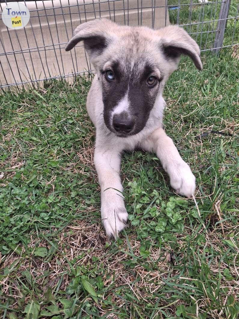 Photo of Huskey Shepard mastiff puppies 