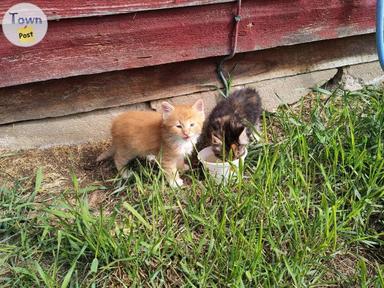 Photo of kittens  - 1