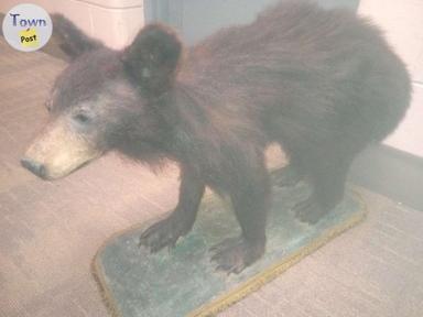 Photo of Bear cub mount  - 1