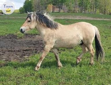 Photo of FULL BLOOD, NORWEGIAN FJORD COLT - 1