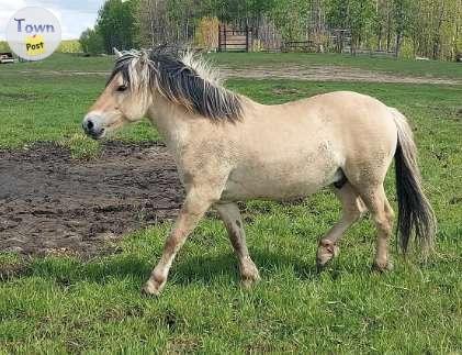 Photo of FULL BLOOD, NORWEGIAN FJORD COLT