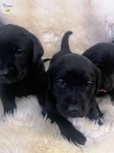 Photo of Purebred Labrador puppies  - 2