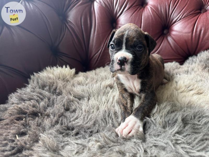 Photo of Adorable PB Boxer puppies 