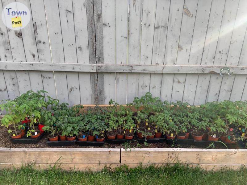 Photo of Tomato plants 