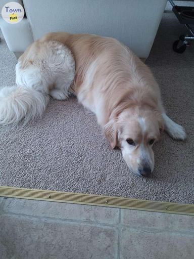 Photo of Great Pyrenees/ Border Collie  - 1