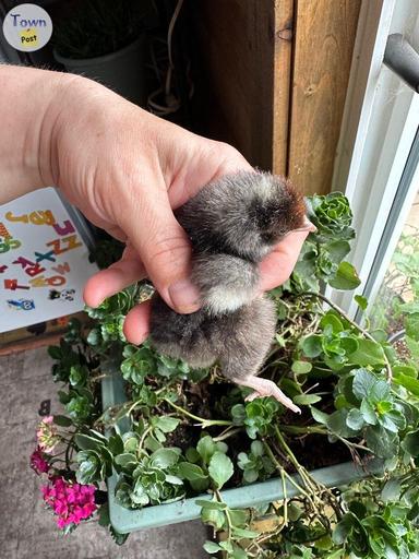 Photo of Pure Orpington Chicks Silver laced rooster - 1