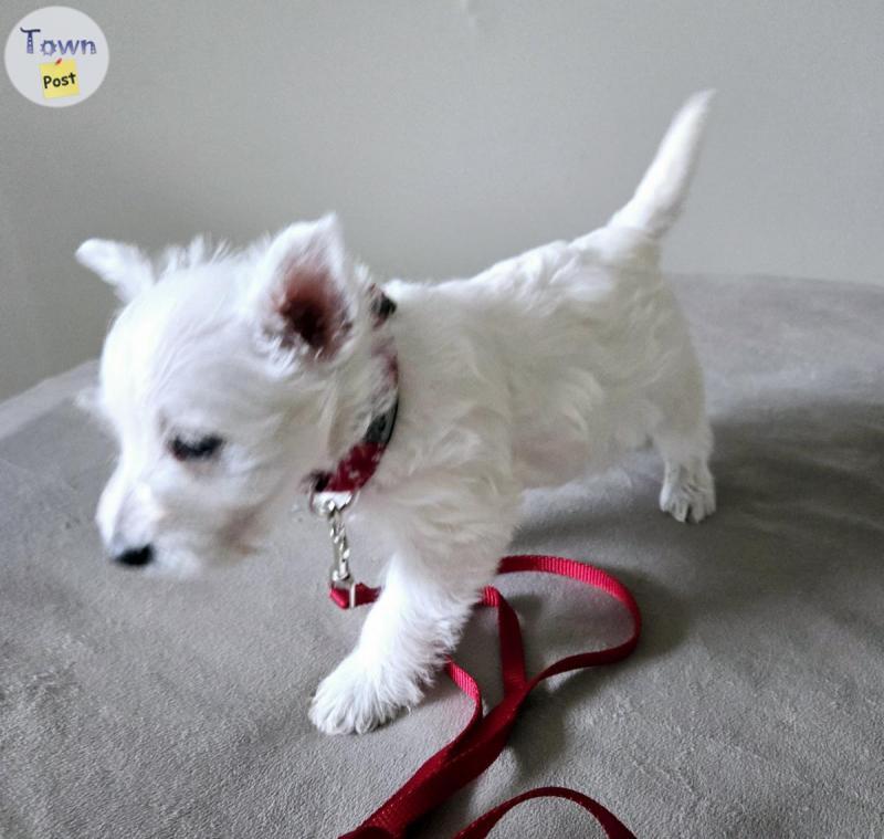 Photo of Handsome westie ready to go home