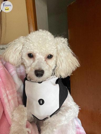 Photo of Toy poodle available for stud  - 2