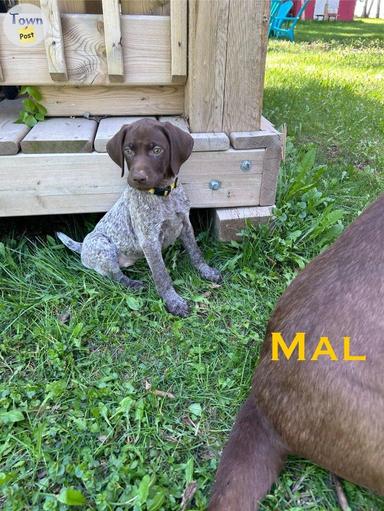 Photo of German shorthair puppies for sale  - 1