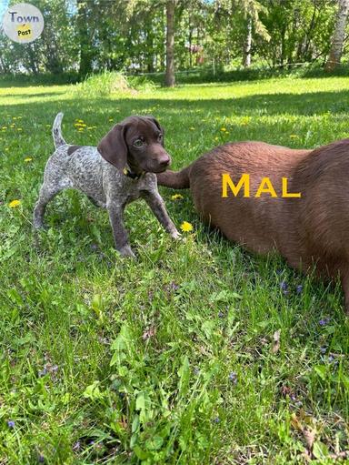 Photo of German shorthair puppies for sale  - 2