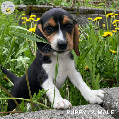 Photo of Gorgeous Beagle Puppies! - 1