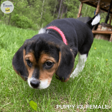 Photo of Gorgeous Beagle Puppies! - 2