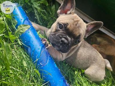 Photo of 9 Adorable French Bulldog Puppies  - 1