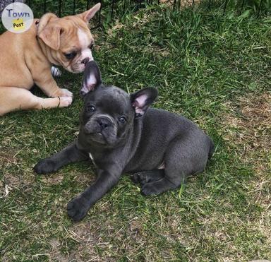 Photo of 9 Adorable French Bulldog Puppies  - 2